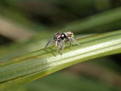 Maratus plumosus