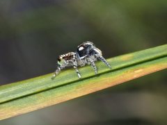 Maratus plumosus