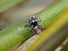 Maratus plumosus