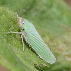 Xyphon flaviceps