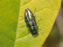 Melobasis purpurascens