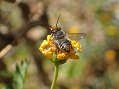 Megachile chrysopyga