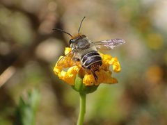 Megachile chrysopyga