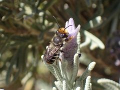 Megachile chrysopyga