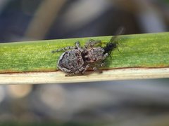 Maratus plumosus