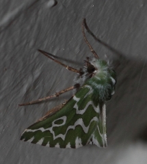 Drepanogynis bifasciata