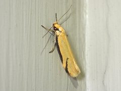 Philobota protecta
