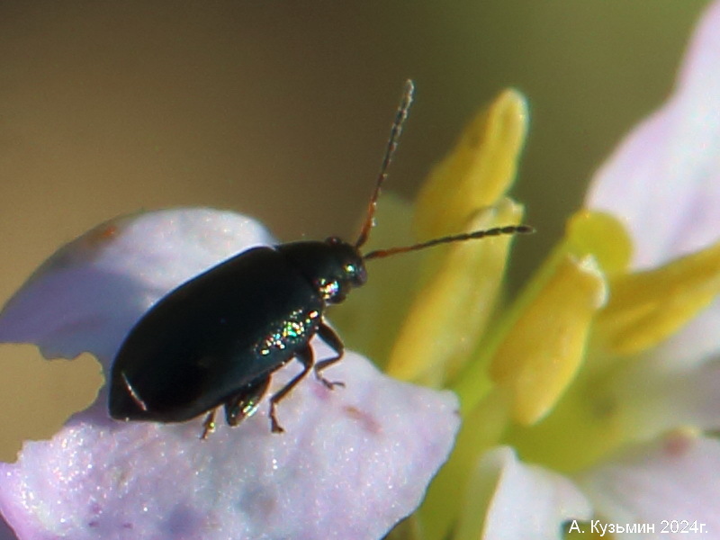 Блошка Крестоцветная Синяя (Phyllotreta nigripes)