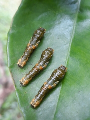 Heraclides hectorides