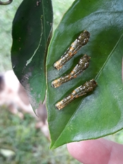 Heraclides hectorides