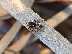 Maratus plumosus