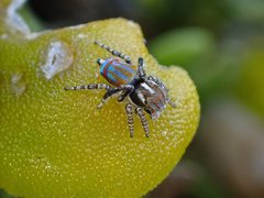 Maratus tasmanicus