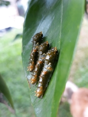 Heraclides hectorides