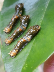 Heraclides hectorides