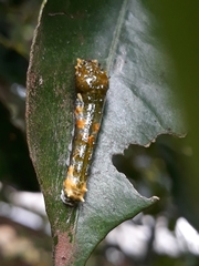 Heraclides hectorides