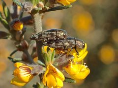 Diphucrania acuducta