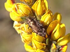 Diphucrania acuducta
