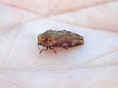 Diphucrania acuducta
