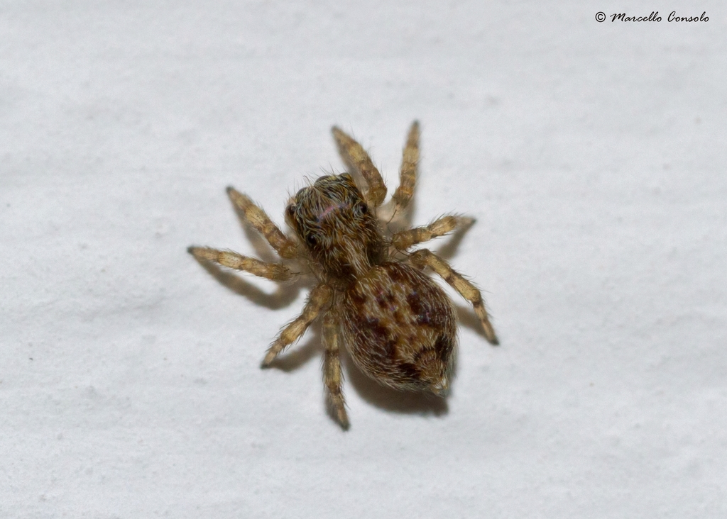 Pseudeuophrys