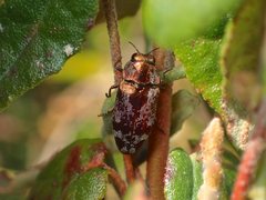 Diphucrania acuducta