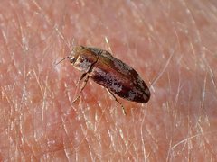 Diphucrania acuducta