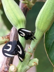 Membracis foliatafasciata