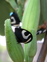 Membracis foliatafasciata