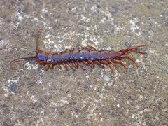 Lithobius peregrinus