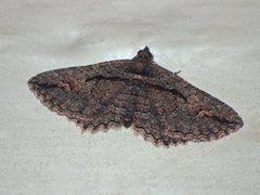 Chrysolarentia plagiocausta