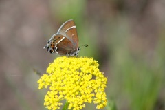 Callophrys spinetorum