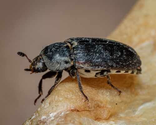 Fringed Larder Beetle photo 5