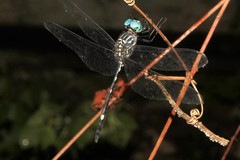 Dythemis nigra