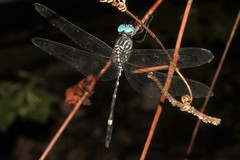 Dythemis nigra