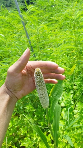 pearl millet (Pennisetum glaucum)
