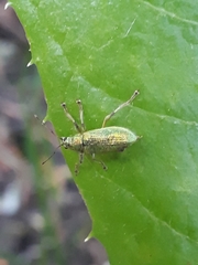 Phyllobius argentatus