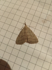 Pechipogo strigilata