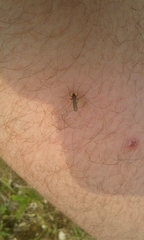 Aedes vexans