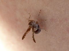 Danepteryx