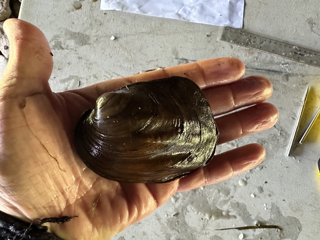 Three-ridge Mussel in July 2024 by Matthew S. Berg · iNaturalist