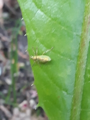 Phyllobius argentatus