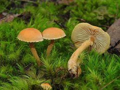 Cystoderma muscicola