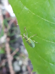 Phyllobius argentatus
