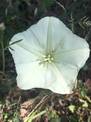 Calystegia occidentalis