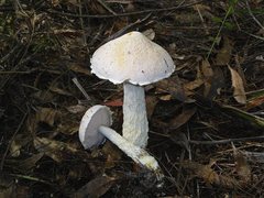 Austroboletus niveus