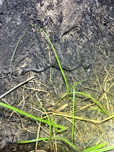 Leach's Wolf Snake