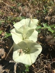 Calystegia occidentalis