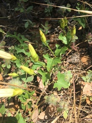 Calystegia occidentalis