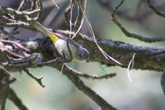 Leiothlypis virginiae