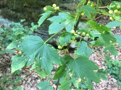 Pediaspis aceris