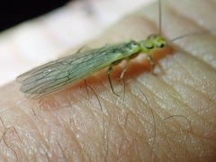 Chloroperlidae